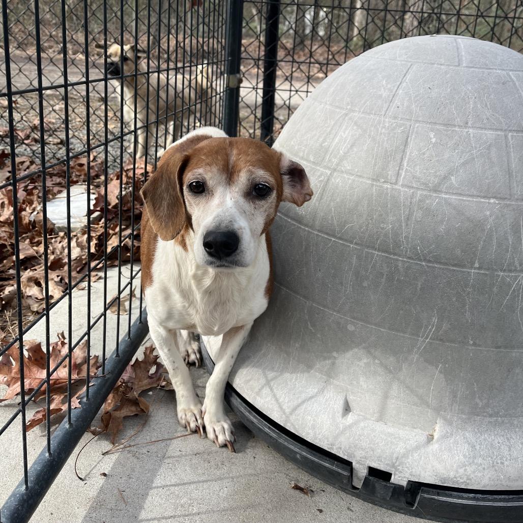 Enlarge Millie, a Adoptable mixed breed in Smithfield, NC image 3/5