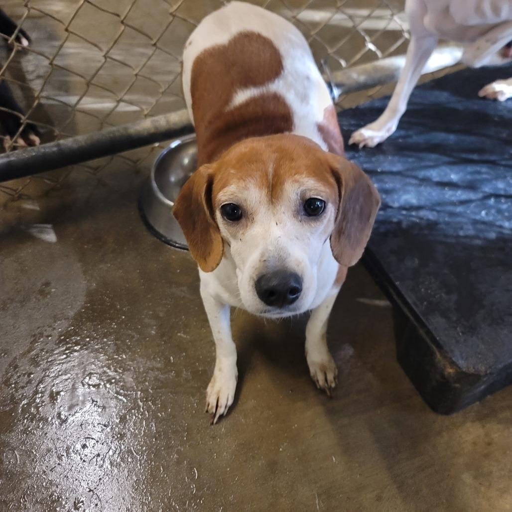 Enlarge Millie, a Adoptable mixed breed in Smithfield, NC image 4/5