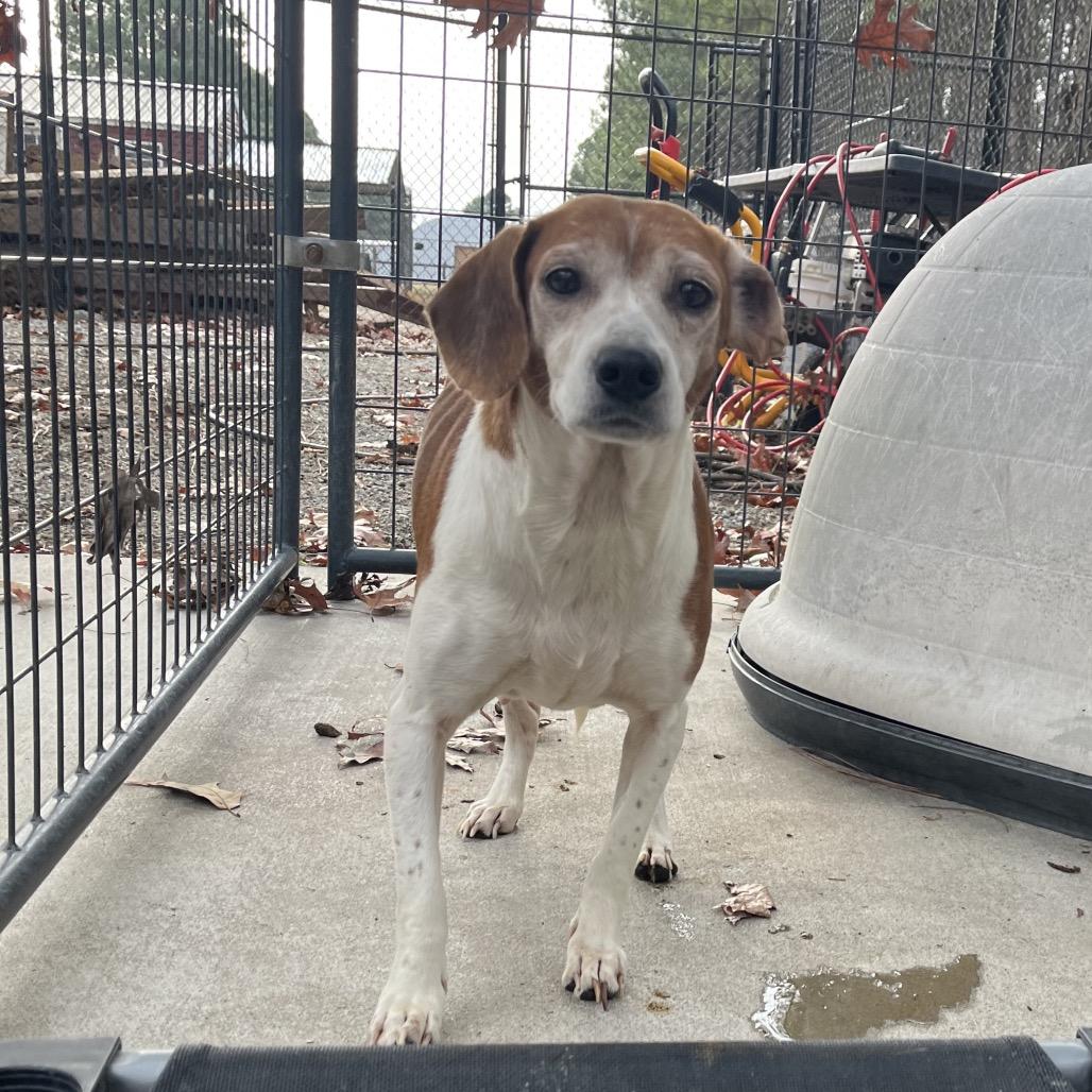 Enlarge Millie, a Adoptable mixed breed in Smithfield, NC image 5/5