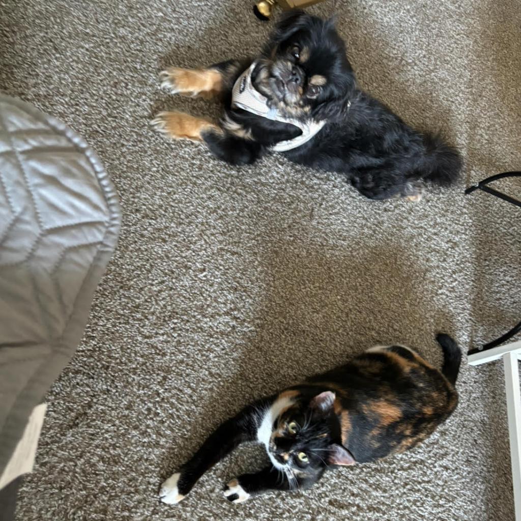 Enlarge Cayenne, a Adoptable Domestic Short Hair in Houston, TX image 1/6