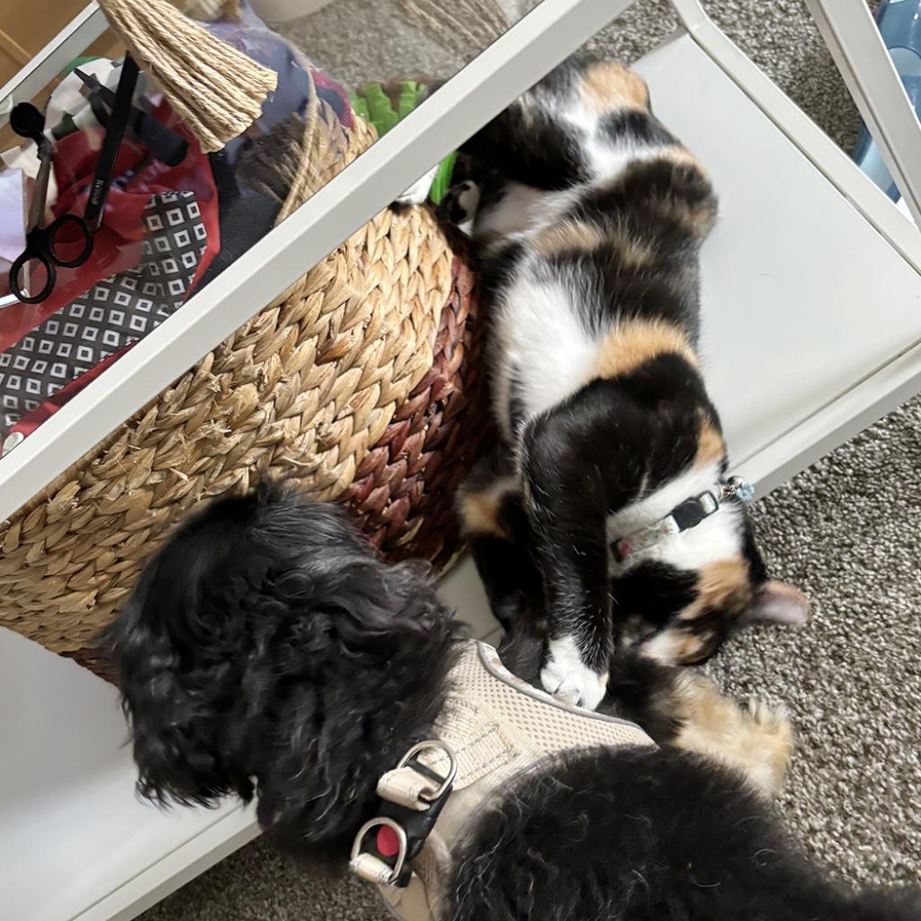 Enlarge Cayenne, a Adoptable Domestic Short Hair in Houston, TX image 2/6