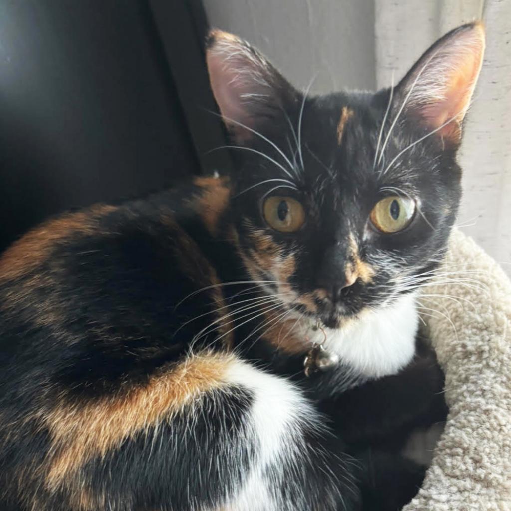 Enlarge Cayenne, a Adoptable Domestic Short Hair in Houston, TX image 3/6