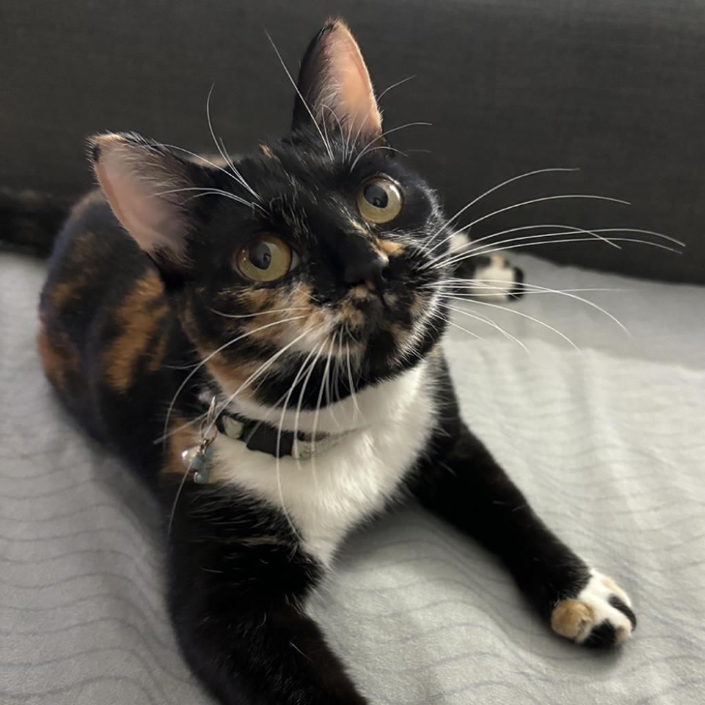 Enlarge Cayenne, a Adoptable Domestic Short Hair in Houston, TX image 4/6