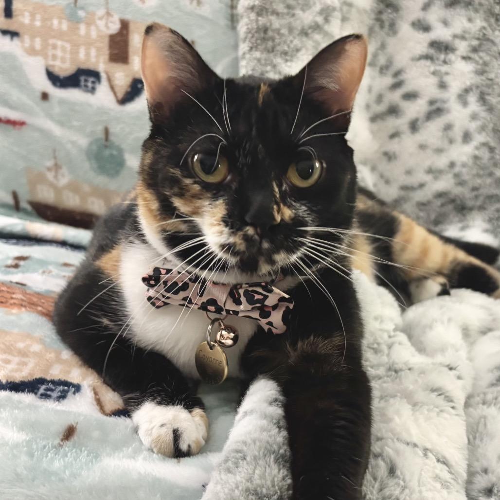 Enlarge Cayenne, a Adoptable Domestic Short Hair in Houston, TX image 5/6