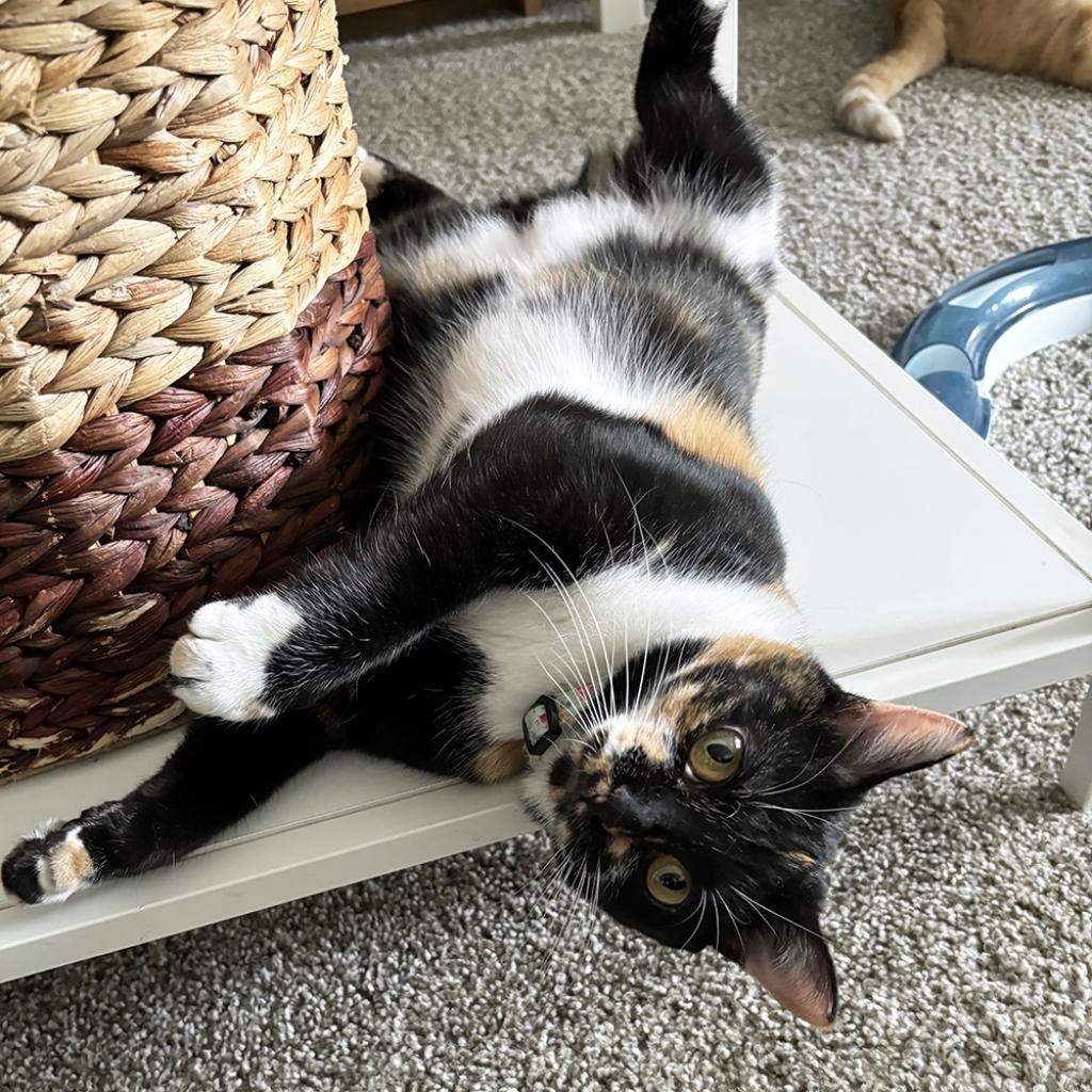 Enlarge Cayenne, a Adoptable Domestic Short Hair in Houston, TX image 6/6