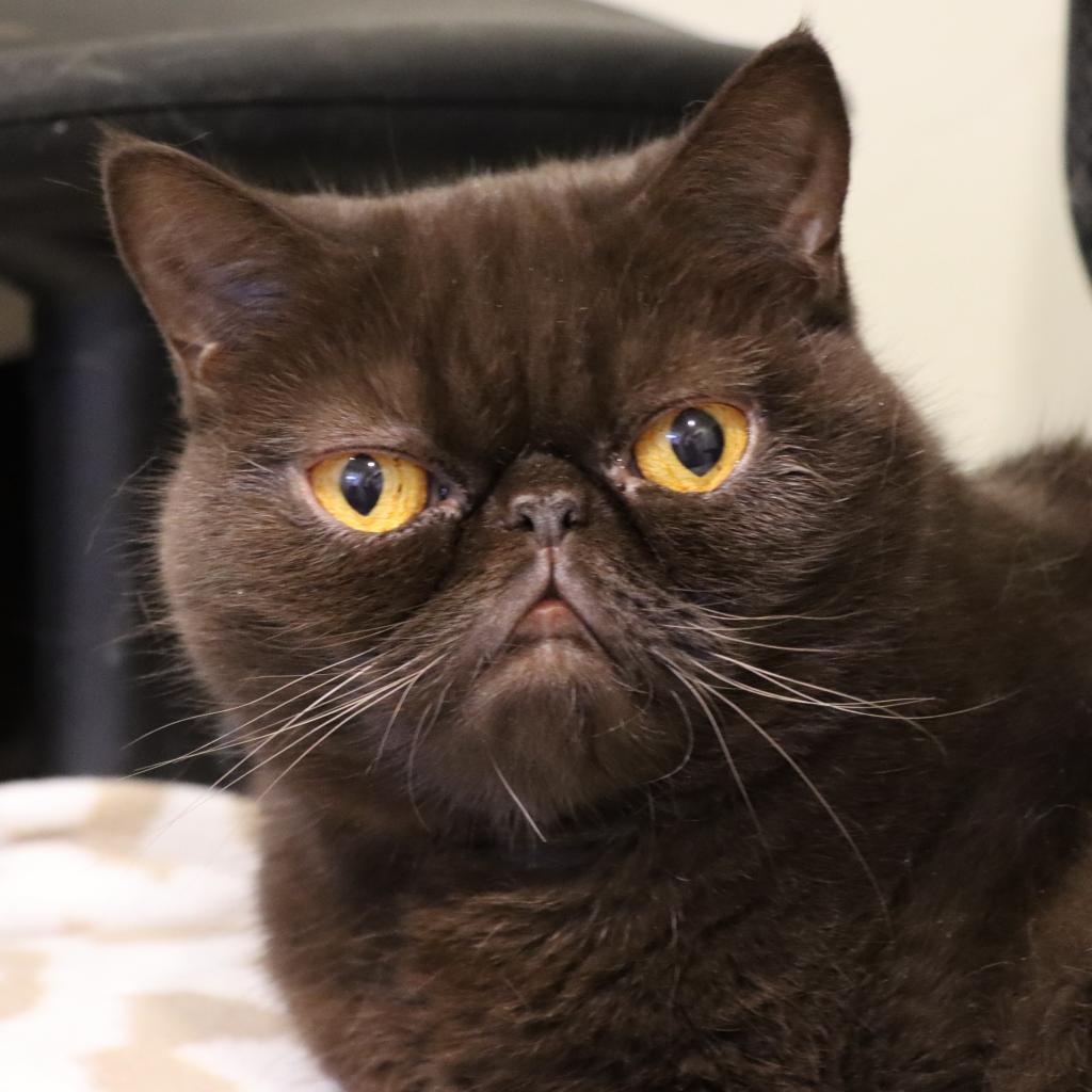 Rosypaws Nora — thumbnail 2