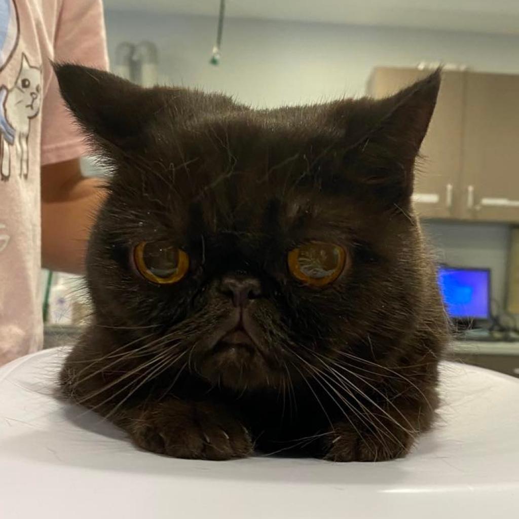 Rosypaws Nora — thumbnail 3