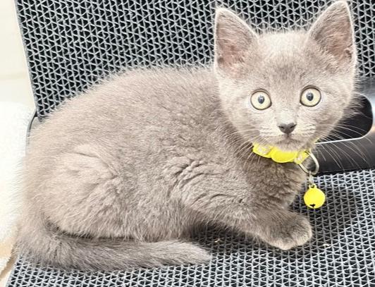 Lamborghini, a Adoptable mixed breed in Pacifica, CA image 1/5