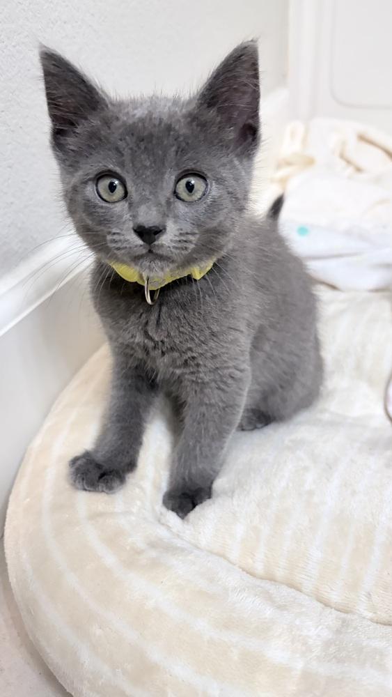 Lamborghini, a Adoptable mixed breed in Pacifica, CA image 2/5