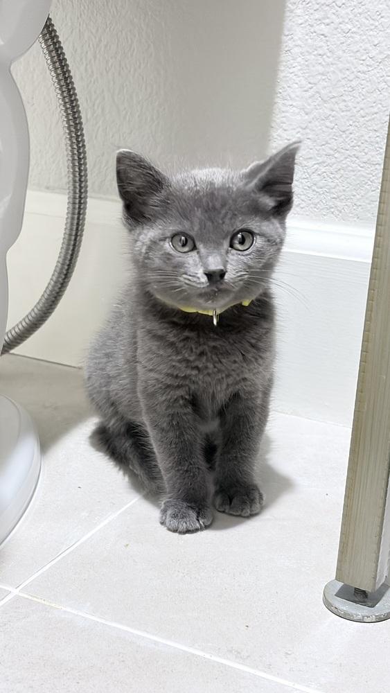 Lamborghini, a Adoptable mixed breed in Pacifica, CA image 4/5
