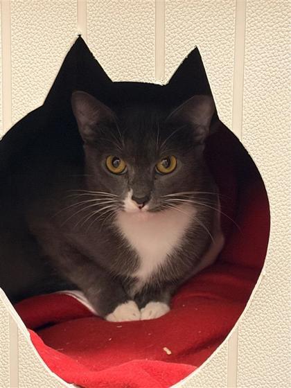 Thumbalina - working cat, Adoptable, Adult Female Domestic Short Hair & Domestic Short Hair.