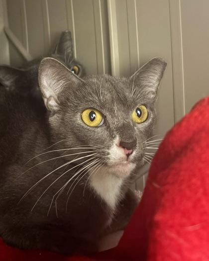 Enlarge Thumbalina - working cat, a Adoptable mixed breed in Fairfax, VA image 2/2