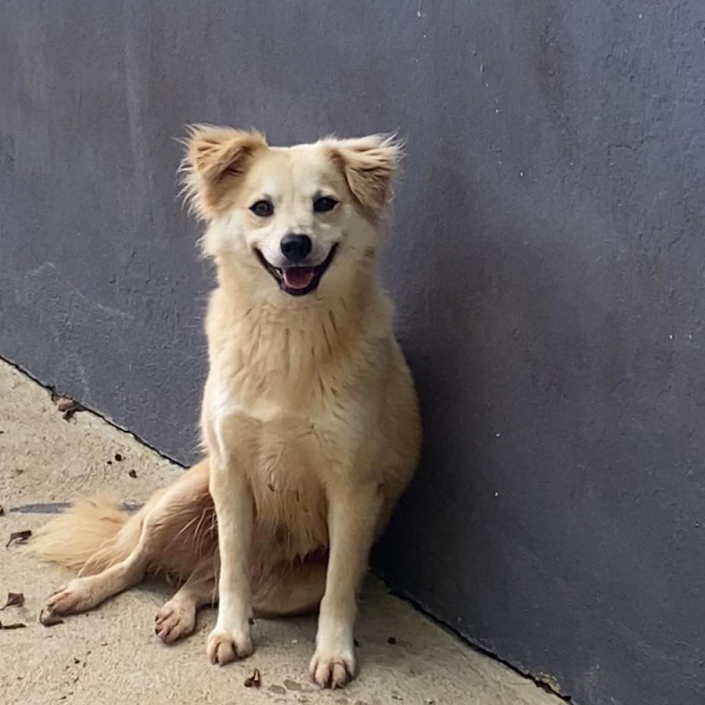 Enlarge Baby, a Adoptable Pomeranian in San Juan, PR image 1/1