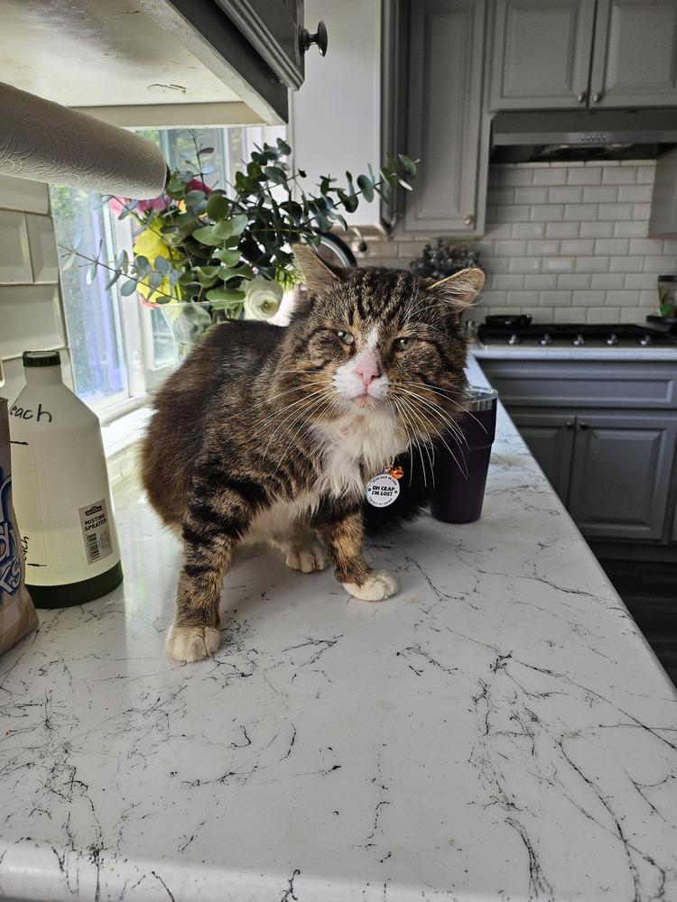 Loki(Mason)(02202421), Adopted, Adult Male Tabby.