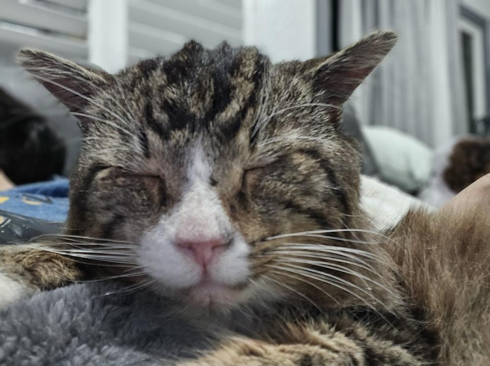 Loki(Mason)(02202421), Adopted, Adult Male Tabby.
