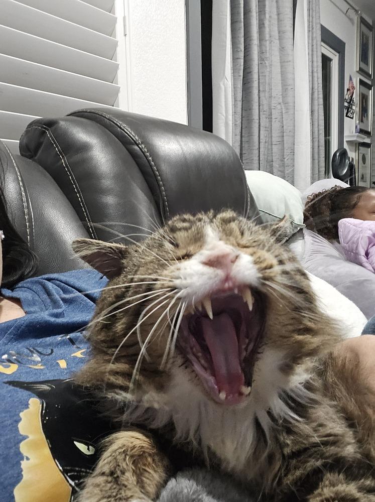 Loki(Mason)(02202421), a Adopted mixed breed in Manteca, CA image 3/3