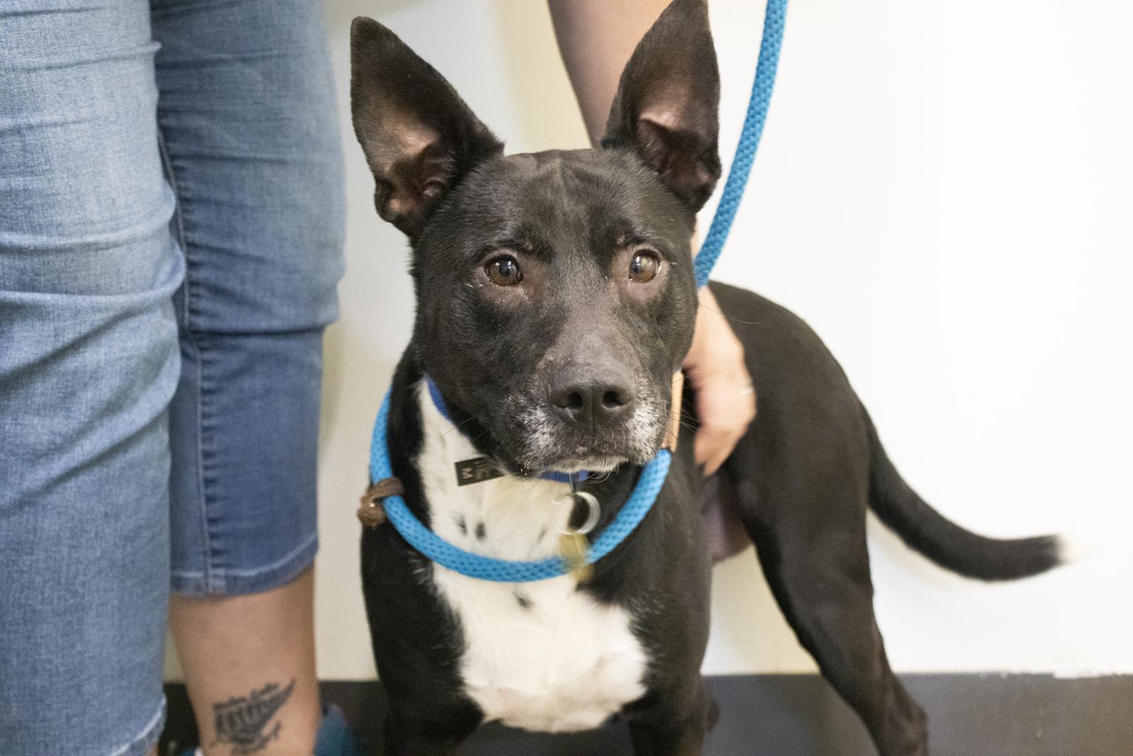 Enlarge Venus (Verity), a Adoptable mixed breed in Mountain Home, AR image 1/1