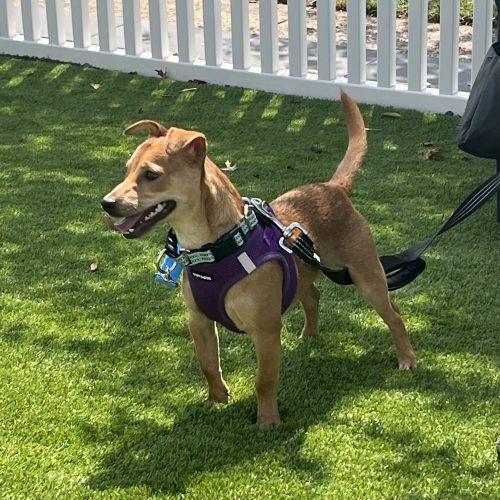 Enlarge Cashew, a Adoptable mixed breed in Verona, NJ image 1/5