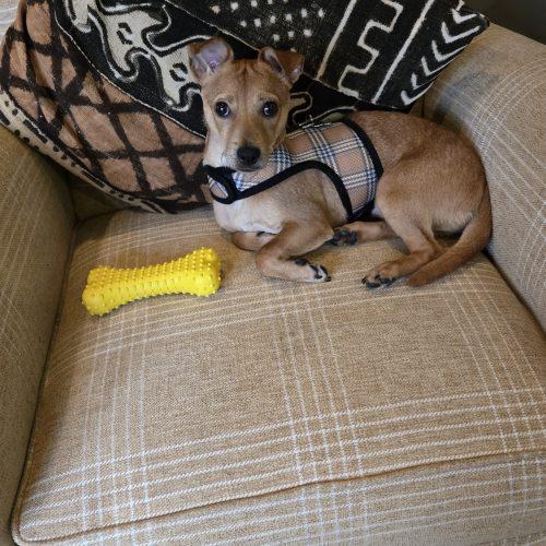 Enlarge Cashew, a Adoptable mixed breed in Verona, NJ image 4/5