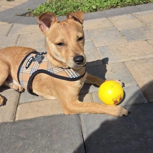 Enlarge Cashew, a Adoptable mixed breed in Verona, NJ image 5/5