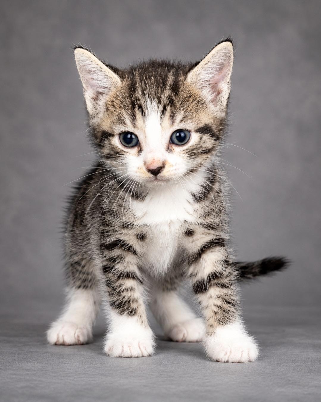 Enlarge Care Bear, a ADOPTABLE American Shorthair in Miami, FL image 1/1