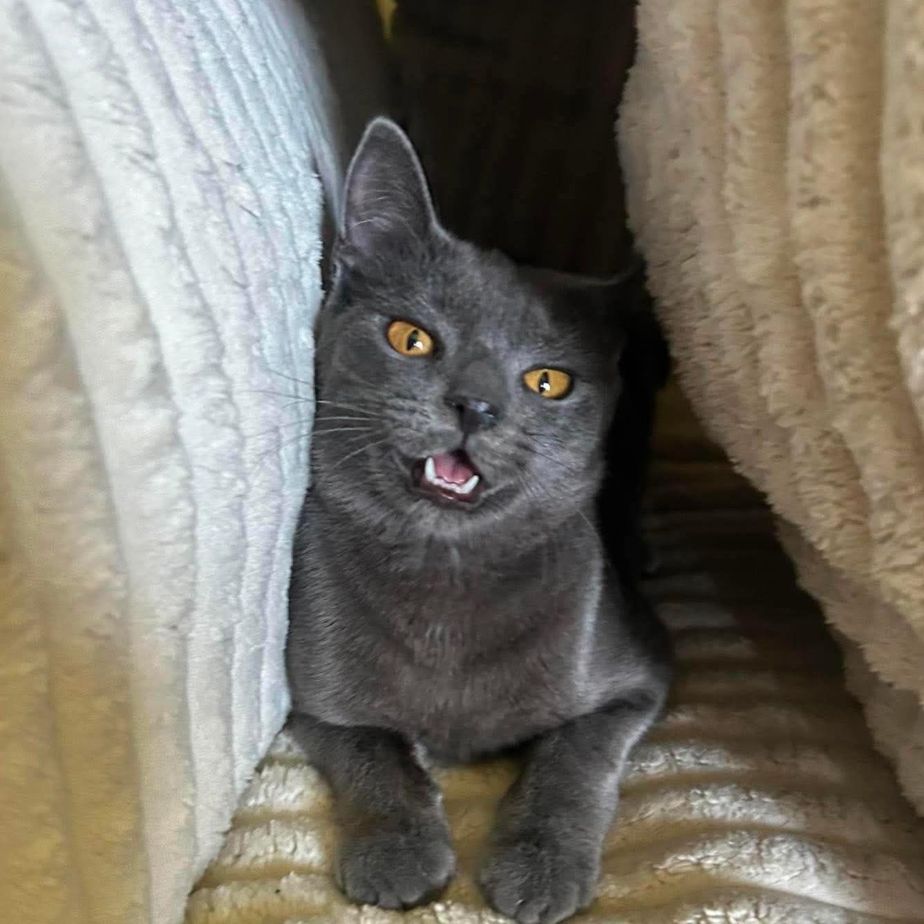Mozzarella, Adoptable, Young Female Domestic Short Hair.