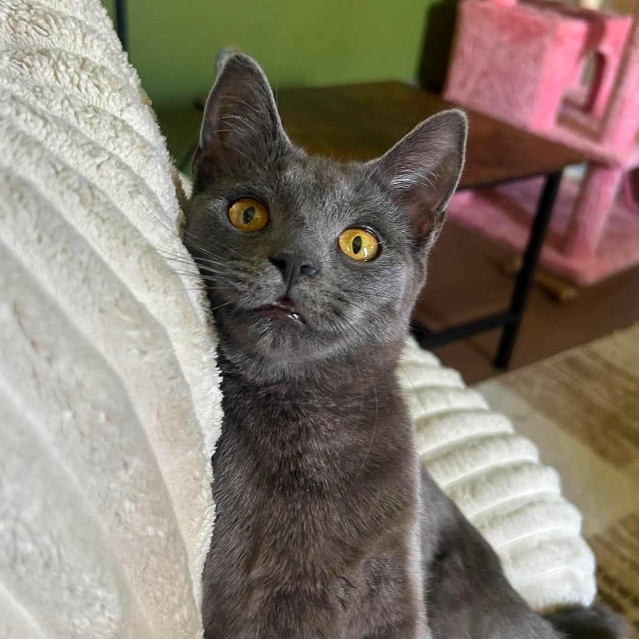 Enlarge Mozzarella, a Adoptable Domestic Short Hair in North Huntingdon, PA image 2/3