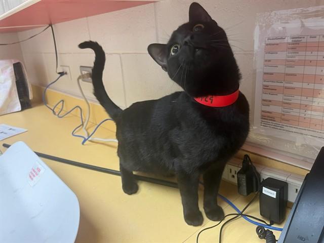 Enlarge BLACK JAX, a Adoptable Domestic Short Hair in Colorado Springs, CO image 1/1