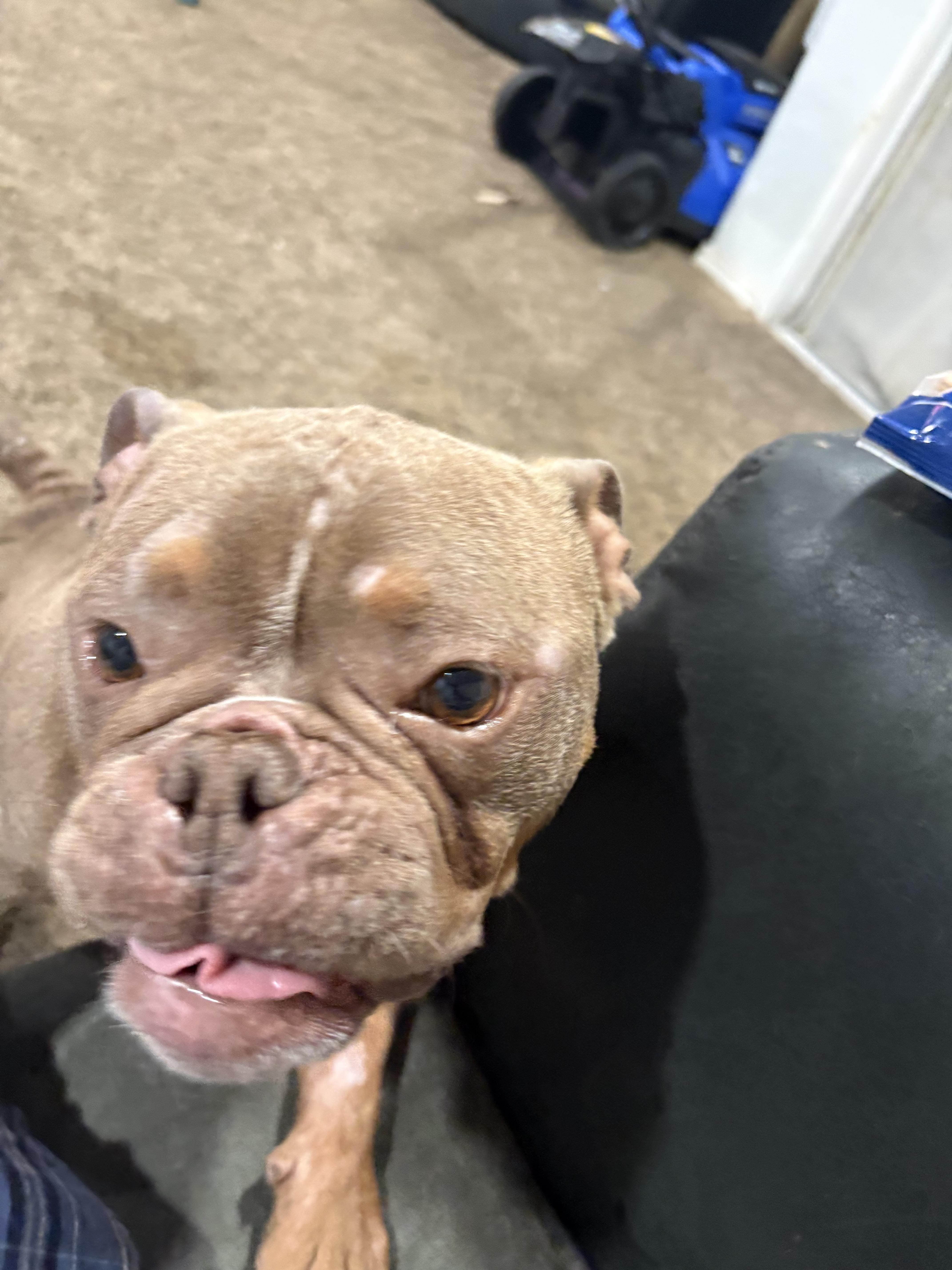 Baby Girl, Adopted, Adult Female French Bulldog.