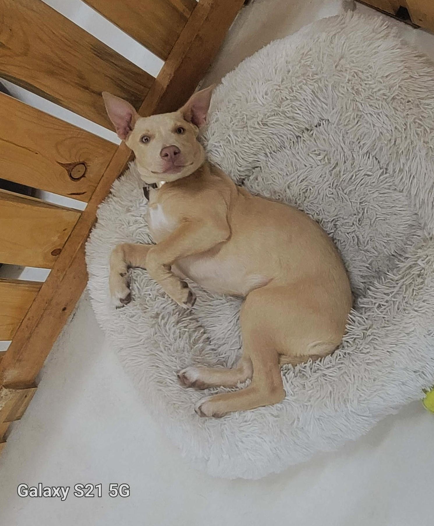 Enlarge Ziva, a ADOPTABLE mixed breed in Lewiston, ID image 2/2