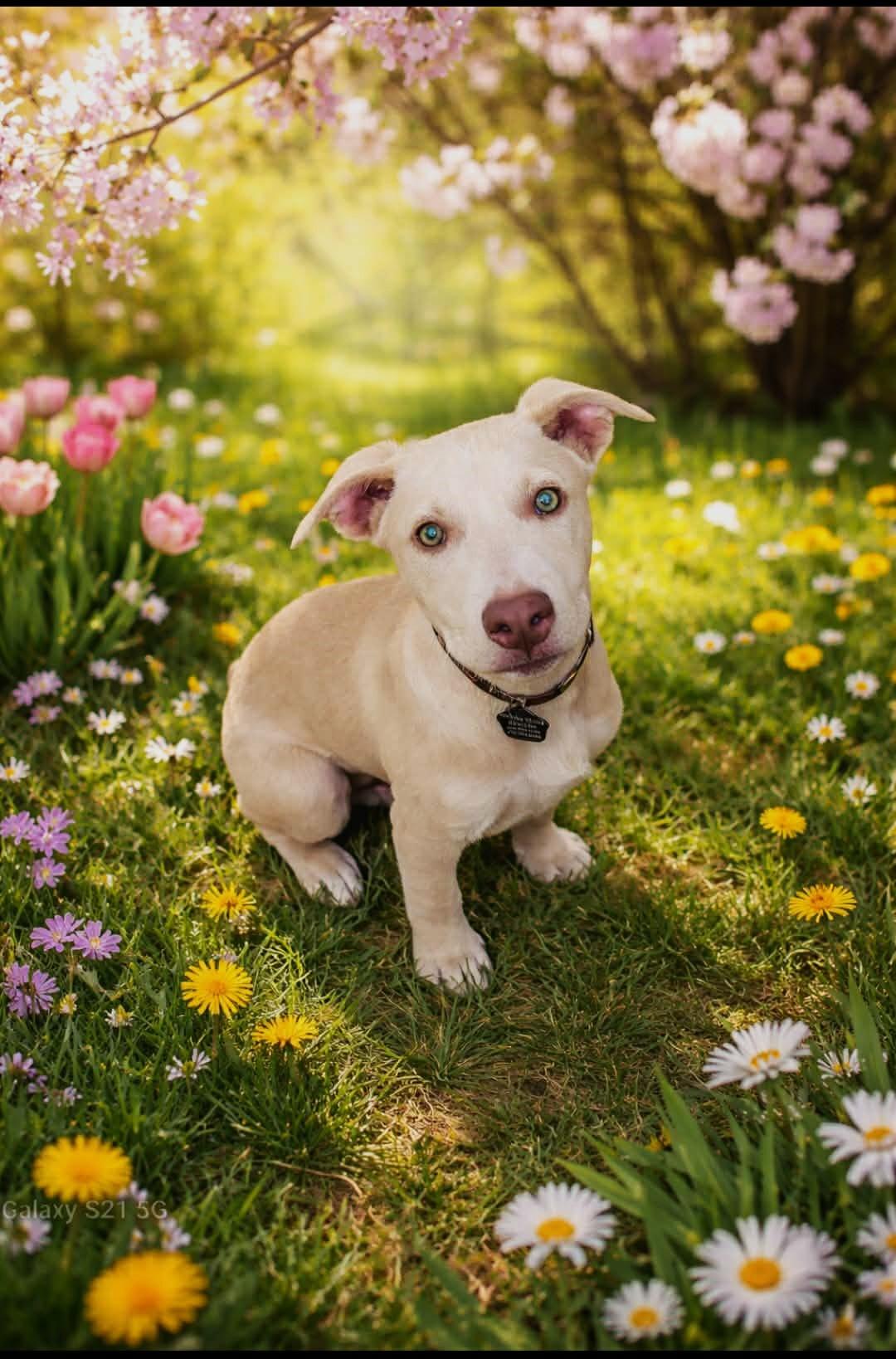 Enlarge Ziva, a ADOPTABLE mixed breed in Lewiston, ID image 1/2