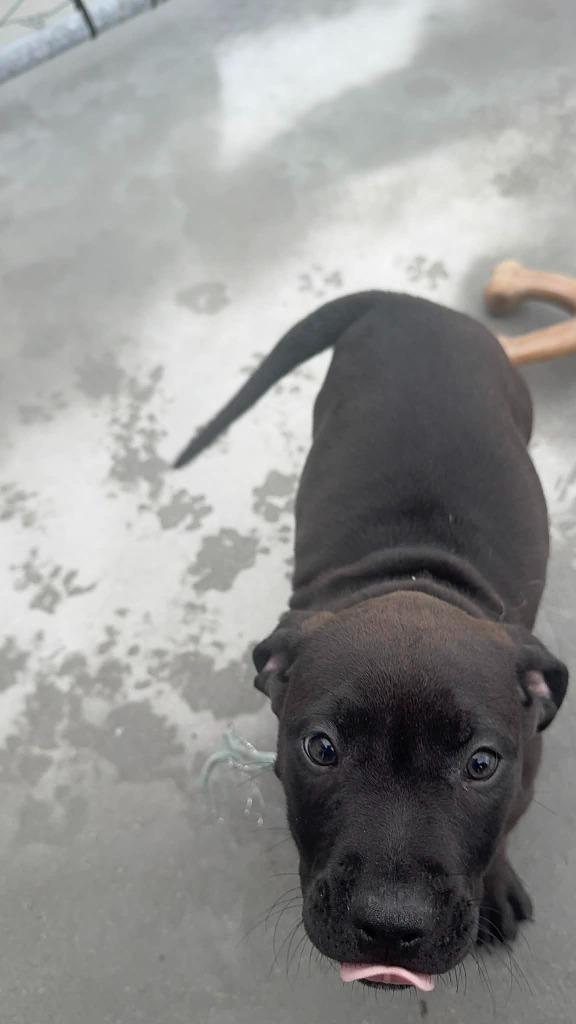 Enlarge Subwoofer, a Adoptable Pit Bull Terrier in Boone, IA image 1/2