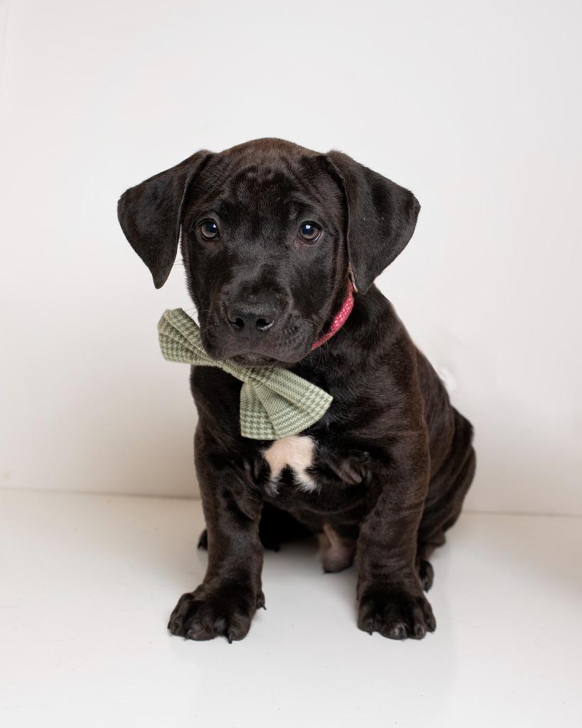 Enlarge Subwoofer, a Adoptable Pit Bull Terrier in Boone, IA image 2/2