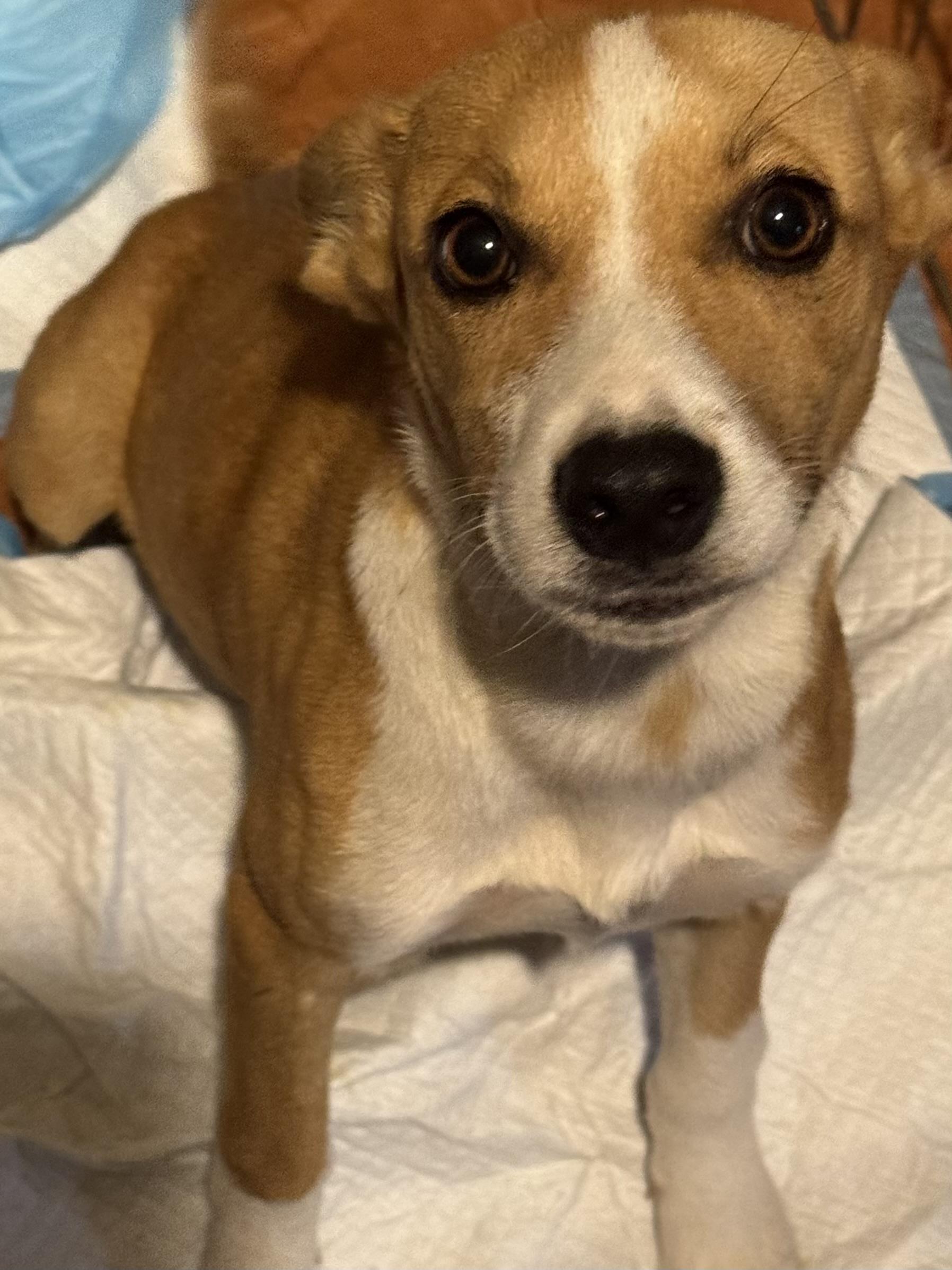 Enlarge Mallie, a Adoptable mixed breed in Water Valley, MS image 1/1