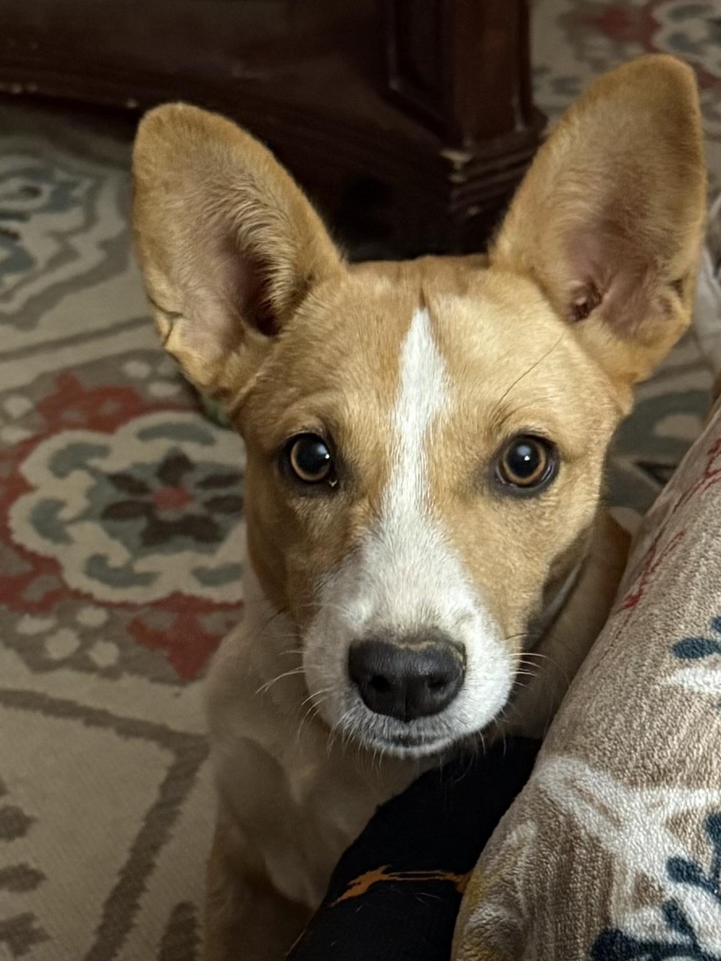 Mallie, Adoptable, Young Female Rat Terrier.