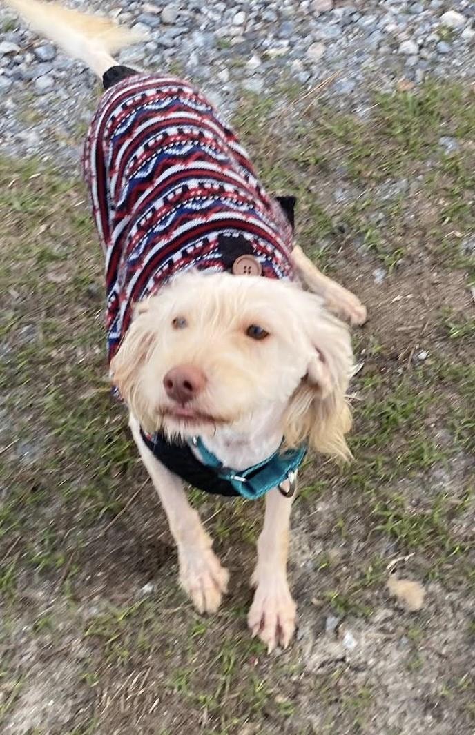 Maxine, ADOPTABLE, Adult Female Mixed Breed.