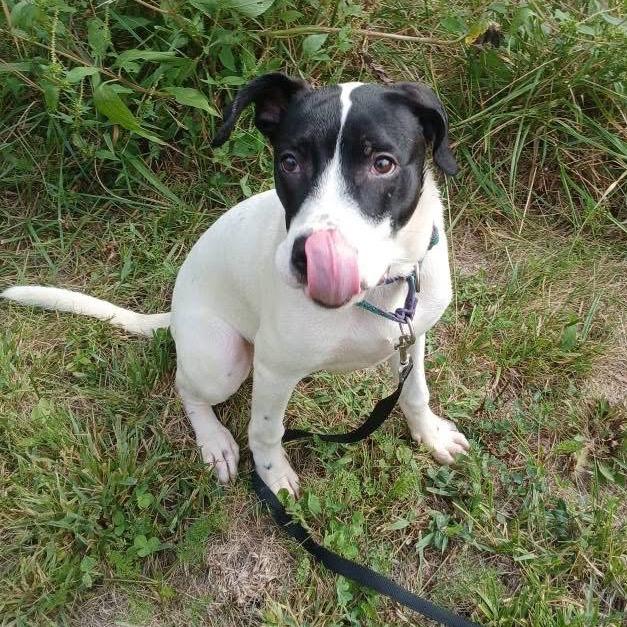 Ace, Adoptable, Young Male Pit Bull Terrier.