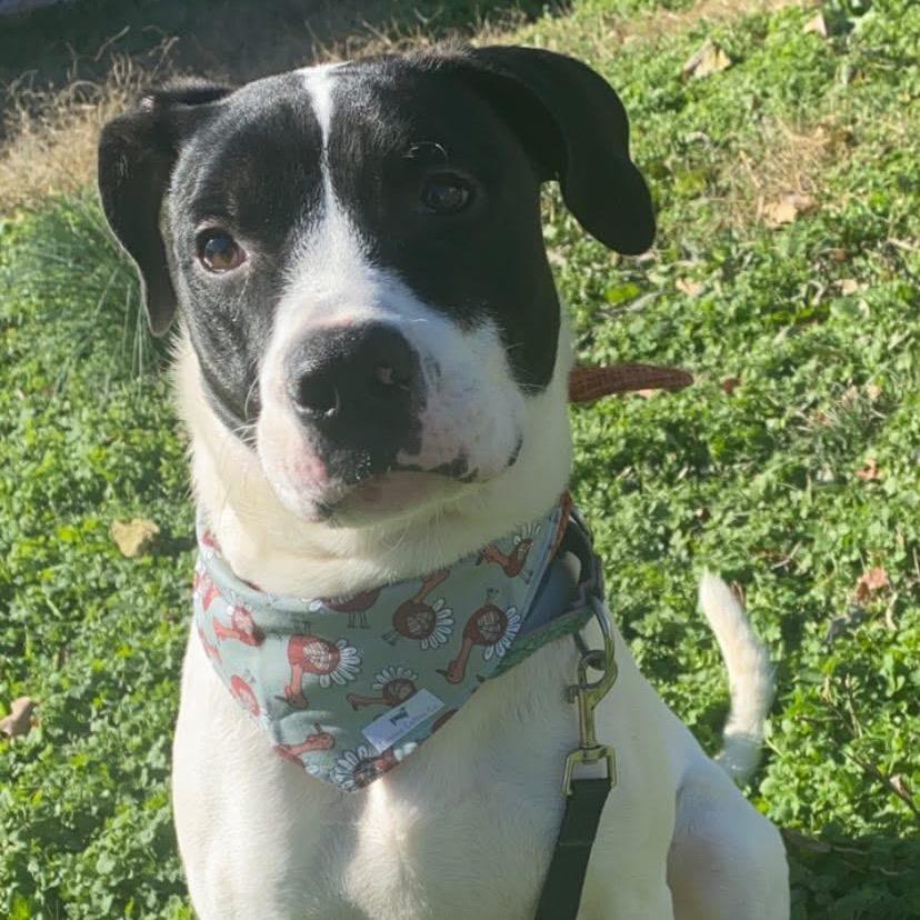 Enlarge Ace, a Adoptable mixed breed in Shawnee, KS image 1/6