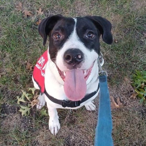 Ace, Adoptable, Young Male Pit Bull Terrier.