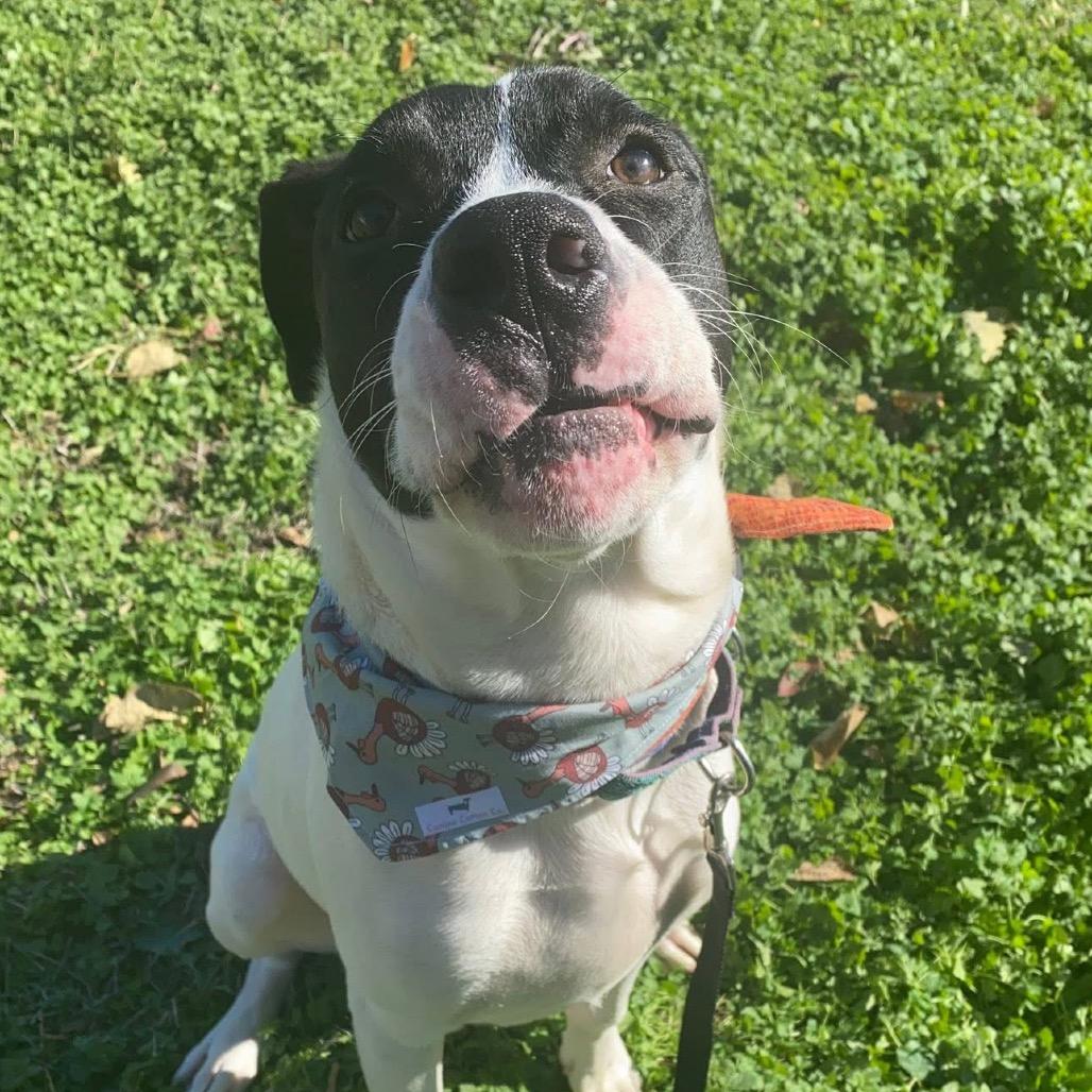 Enlarge Ace, a Adoptable mixed breed in Shawnee, KS image 3/6