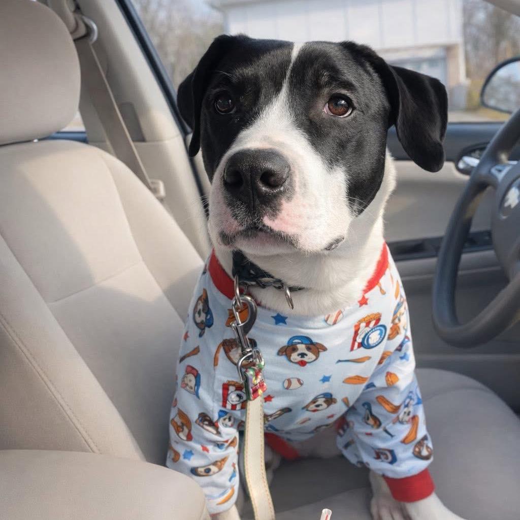 Enlarge Ace, a Adoptable mixed breed in Shawnee, KS image 4/6