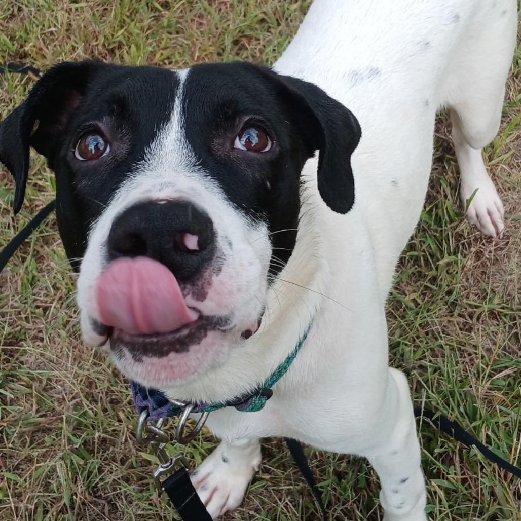 Enlarge Ace, a Adoptable mixed breed in Shawnee, KS image 5/6