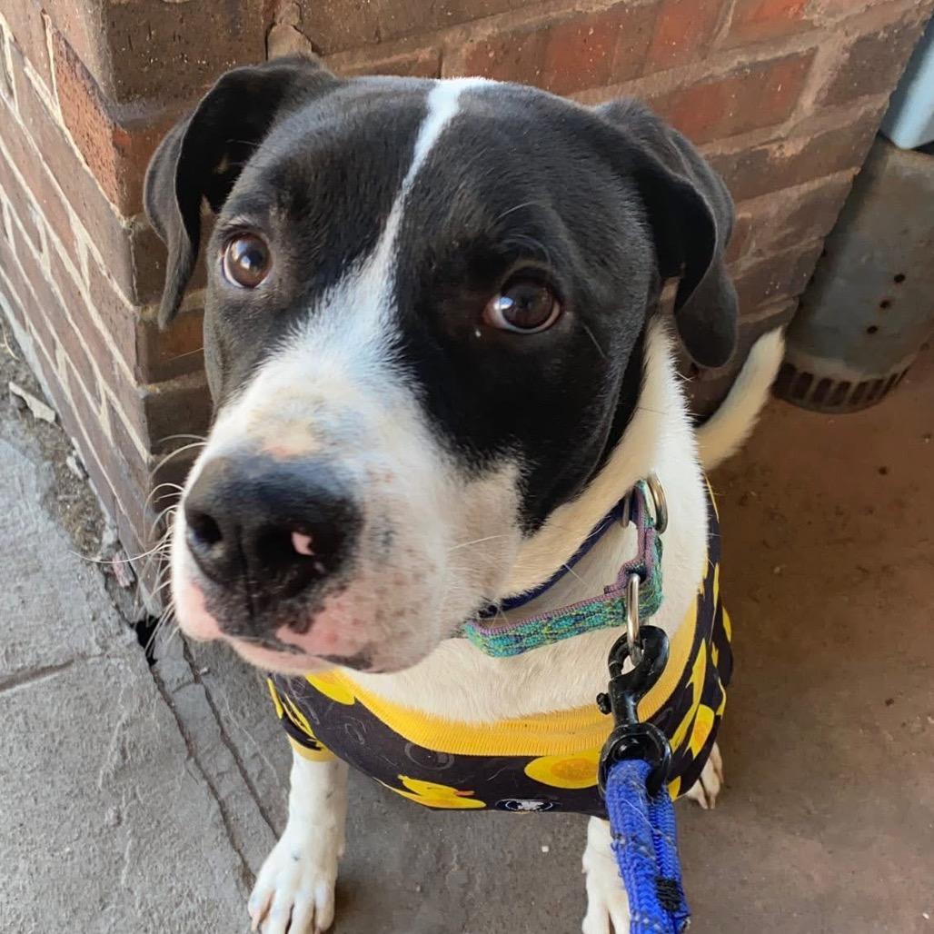 Enlarge Ace, a Adoptable mixed breed in Shawnee, KS image 6/6