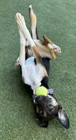 Enlarge Daisy Duke, a ADOPTABLE Treeing Walker Coonhound in Denton, TX image 2/5