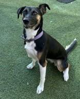 Enlarge Daisy Duke, a ADOPTABLE Treeing Walker Coonhound in Denton, TX image 3/5