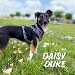Enlarge Daisy Duke, a ADOPTABLE Treeing Walker Coonhound in Denton, TX image 1/5