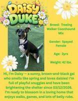 Enlarge Daisy Duke, a ADOPTABLE Treeing Walker Coonhound in Denton, TX image 5/5
