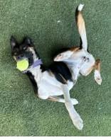 Enlarge Daisy Duke, a ADOPTABLE Treeing Walker Coonhound in Denton, TX image 4/5