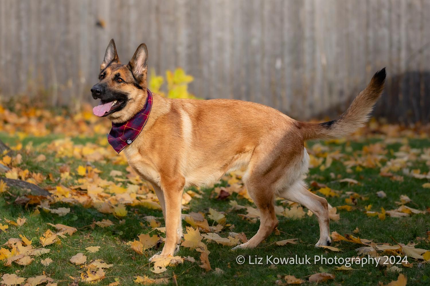 Mia, a Adopted German Shepherd Dog in Rochester, NY image 2/6