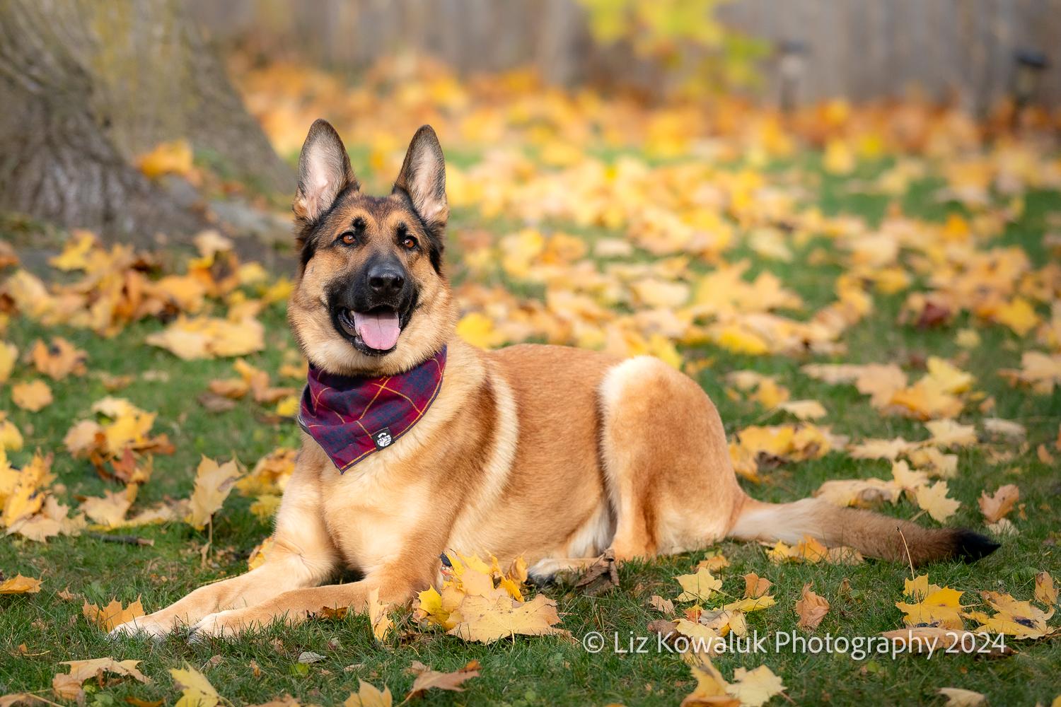 Mia, a Adopted German Shepherd Dog in Rochester, NY image 3/6